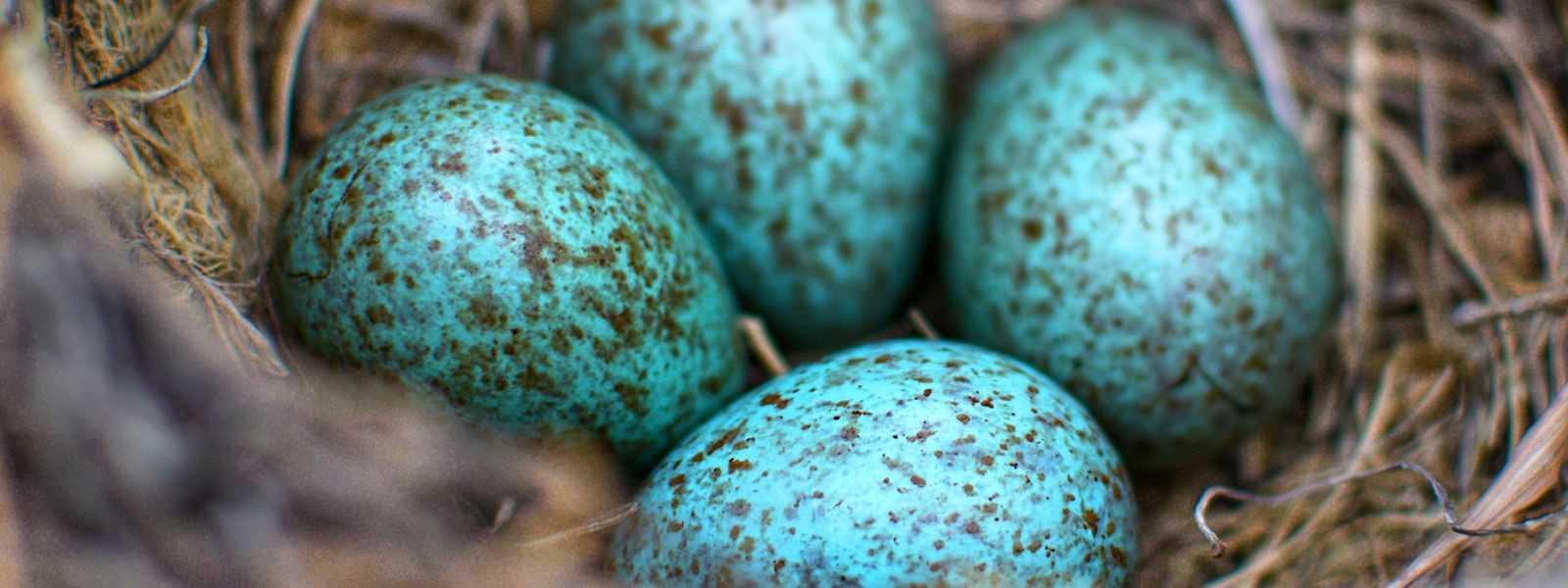 Auch einige heimische Vogelarten treiben es kunterbunt: Die Eier der Amsel (Turdus merula) sind bläulich-grün gefärbt. 