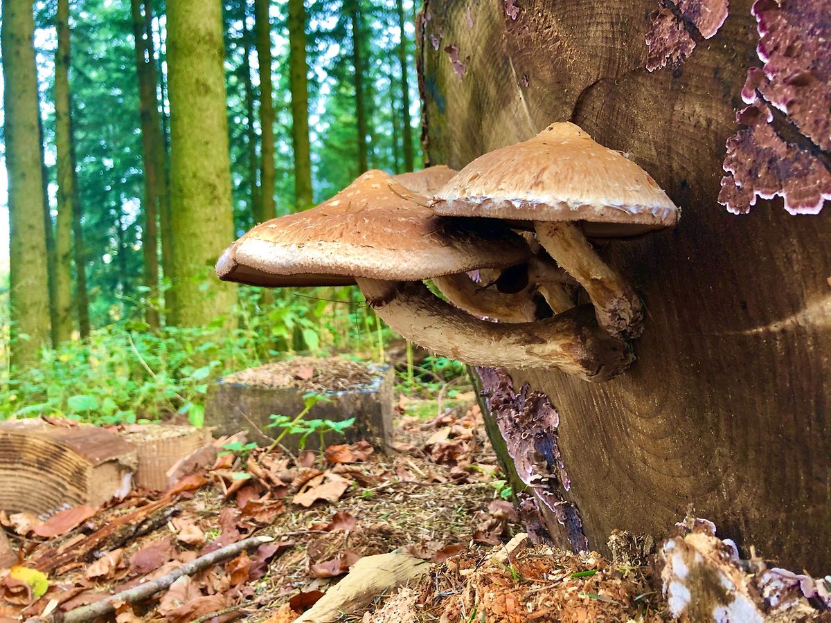 mywort - Wald und Pilze leben in Symbiose.