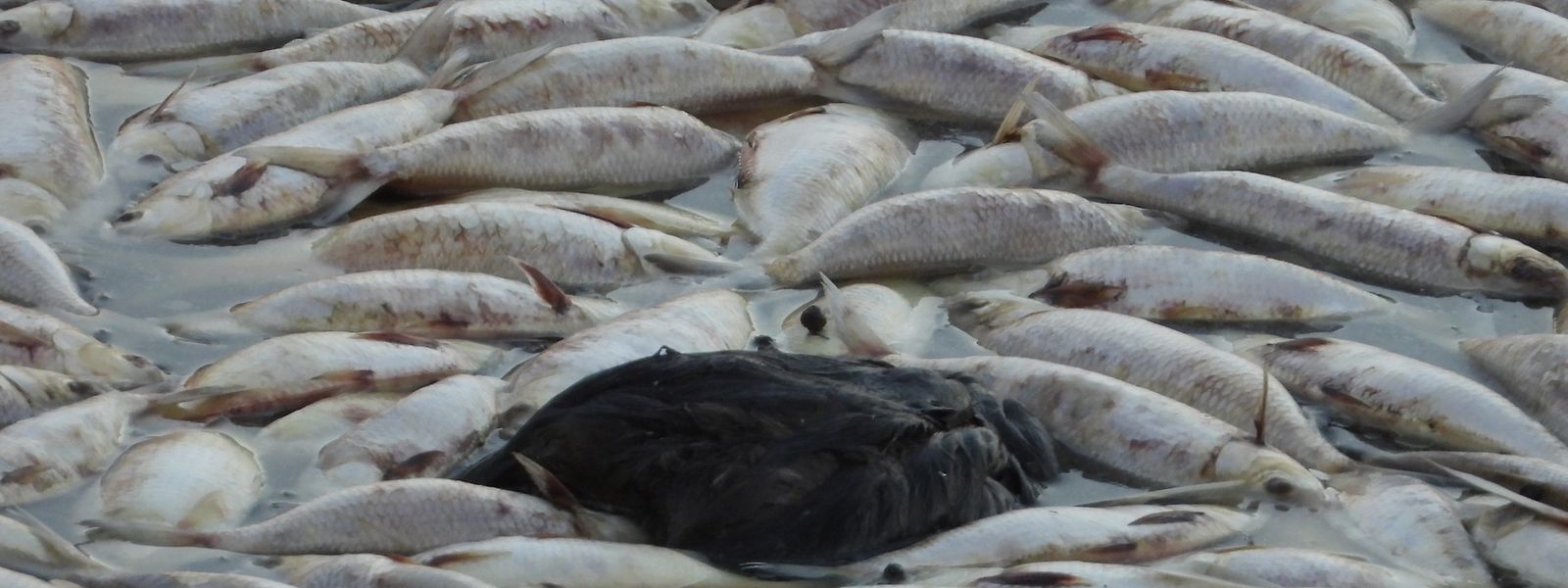 Ein regelrechter Teppich aus toten Fischen trieb den Fluss Darling in der Nähe des kleines Ortes Menindee im Bundesstaates New South Wales hinunter. 