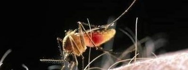 Insekten Mit Vorlieben Stechen Mucken Manche Menschen Lieber