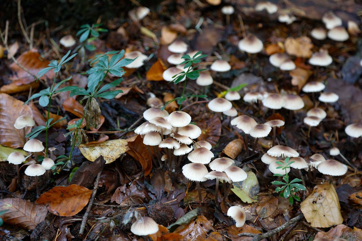 Illustration, Natur, Pilze,  Foto: Luxemburger Wort/Anouk Antony