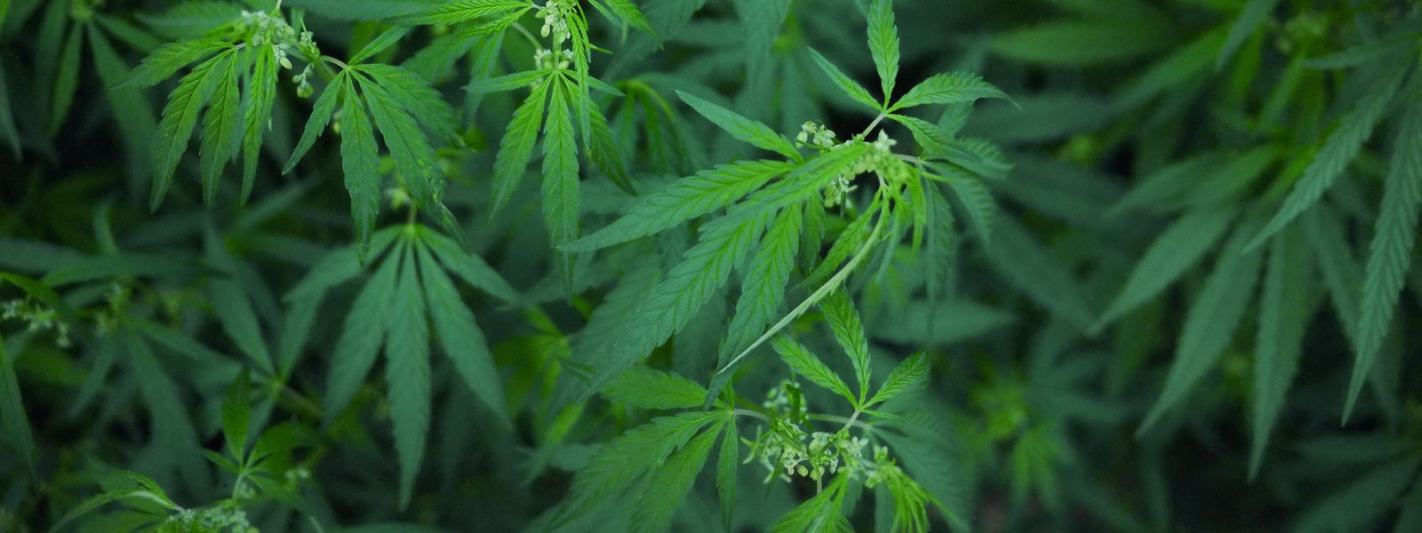 Fin juin, 270 patients suivaient un traitement au cannabis médicinal au Luxembourg.