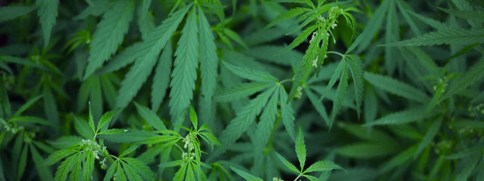 Selon le Tribunal de l'UE, «l'utilisation de la feuille de cannabis comme signe est contraire à l'ordre public.☼