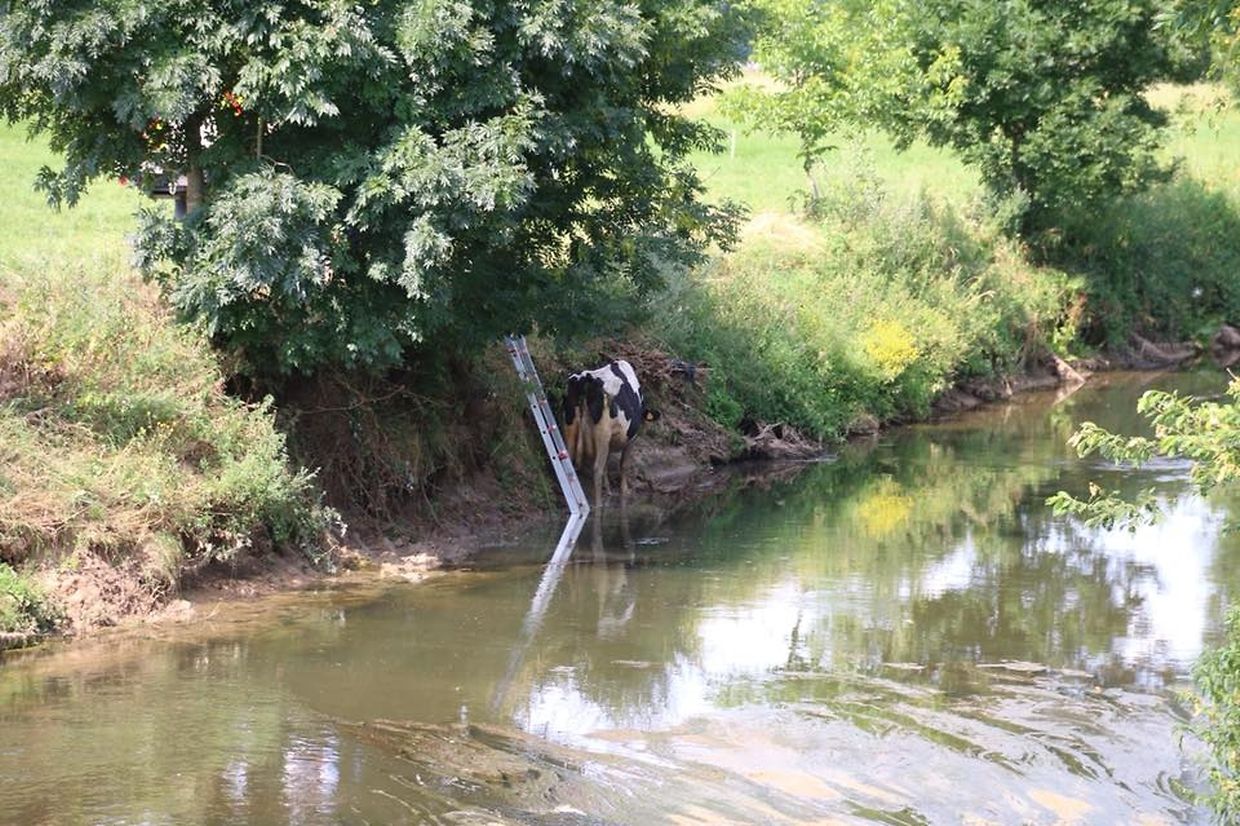 Aus dem Wasser wieder an Land: Die Einsatzkräfte konnten die Kuh aus ihrer Lage befreien.