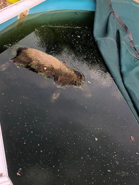 Im Frühjahr 2019 fand Max Munhowen ein Wildschwein in seinem Schwimmbecken wieder. 