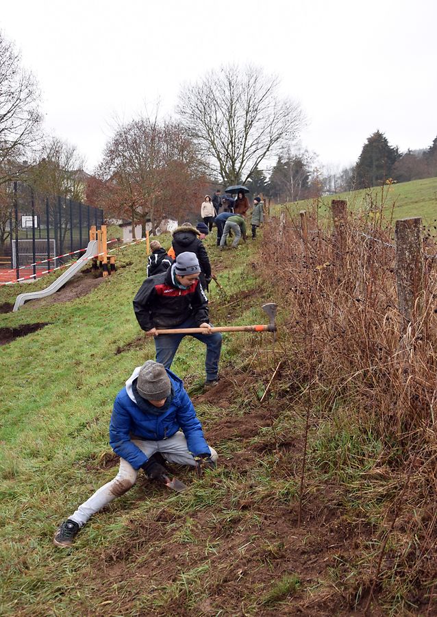 De Cylce 4 vum "Reenert" planzt eng Ho - Photo: A. Lanners