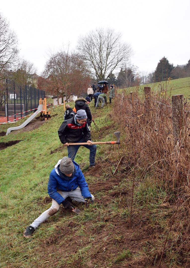 De Cylce 4 vum "Reenert" planzt eng Ho - Photo: A. Lanners