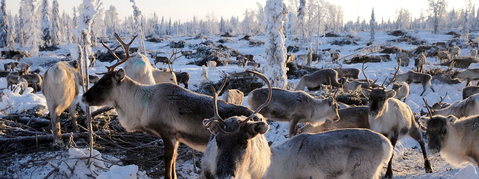 Eine Rentierherde in Lappland in Nordschweden. Viele in Lappland beheimatete Rentiere ziehen wegen des Klimawandels auf der Suche nach Nahrung immer häufiger weite Strecken in den Süden.