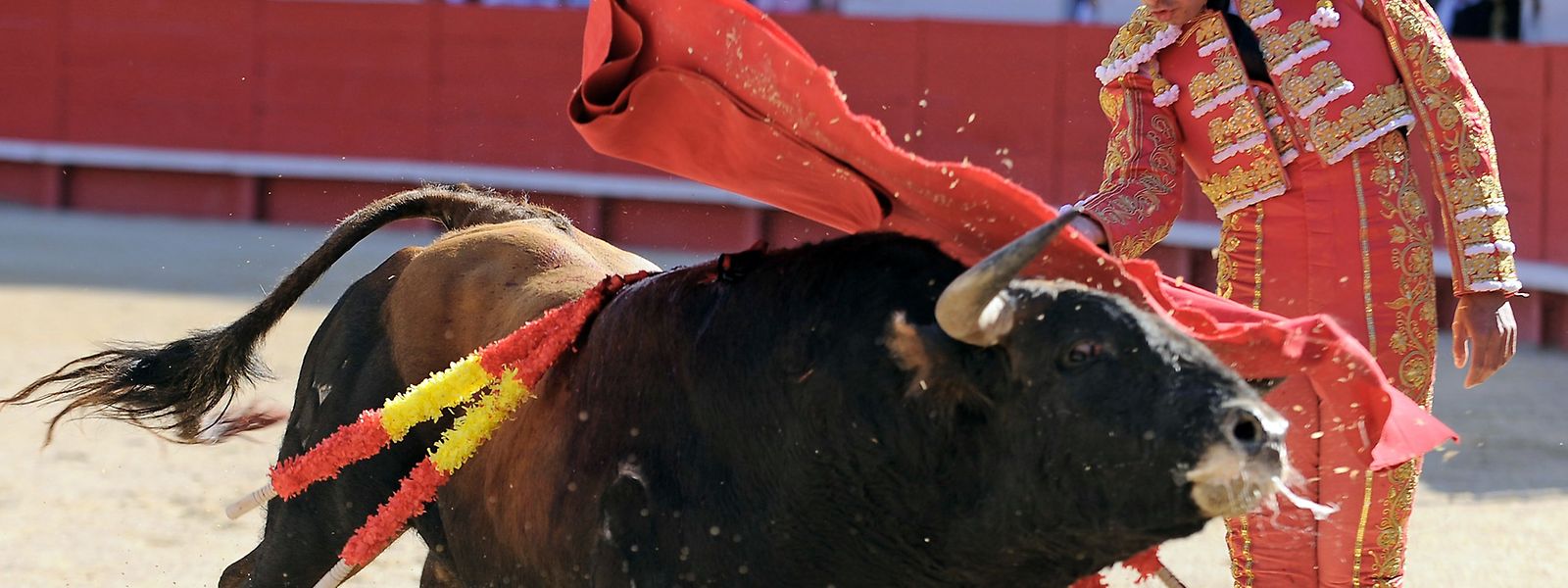 Stierkampf hat in Spanien eine jahrhundertelange Tradition. Auf Mallorca soll es den blutigen Kampf nun nur noch in einer Light-Version geben.