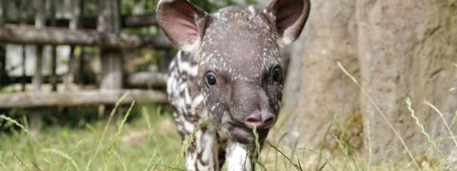 Tapir-Baby Fiona.