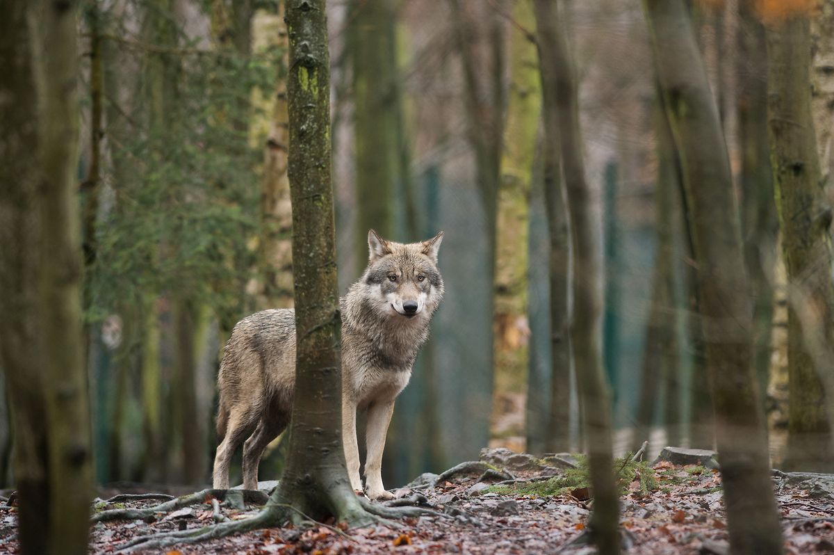 A Administração da Natureza e das Florestas lança um apelo à população para que qualquer suspeita da presença de um lobo no país lhe seja comunicada, através do endereço email especialmente criado para o efeito: wolf@anf.etat.lu. (Imagem ilustrativa: dpa)