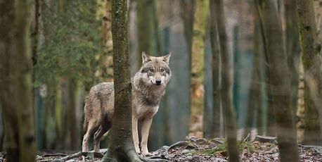 Wolf likely mauled sheep in north Luxembourg - Vimarsana News
