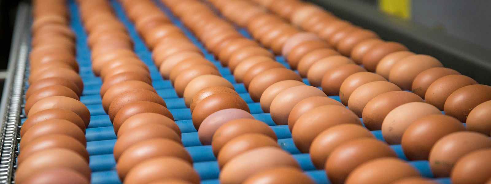Künftig sollen sowohl neue Bioprodukte produziert und bereits existente, wie Eier, weiter gefördert werden.