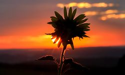 01.08.2022, Baden-Württemberg, Riedlingen: Hinter einer Sonnenblume geht am Morgen die Sonne auf. Foto: Thomas Warnack/dpa +++ dpa-Bildfunk +++