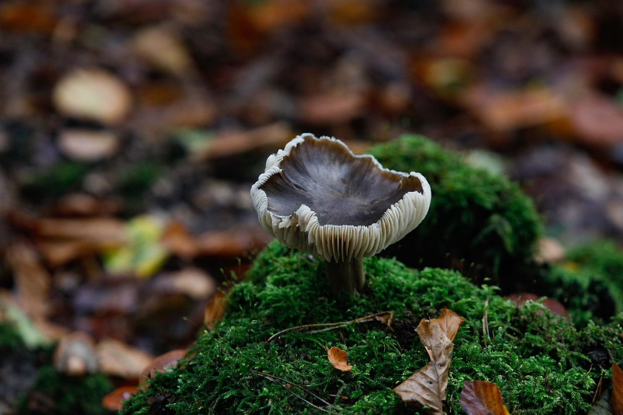 Illustration, Natur, Pilze,  Foto: Luxemburger Wort/Anouk Antony