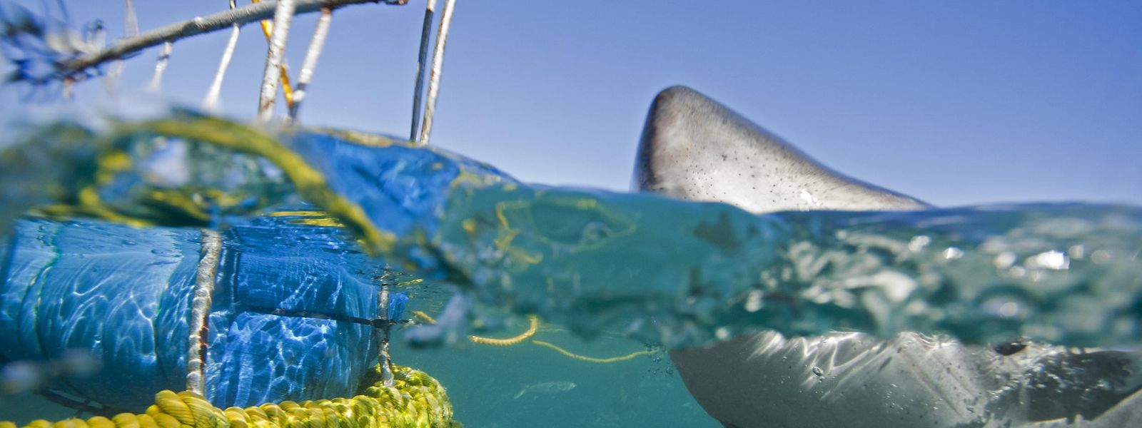 Beim Käfigtauchen  in Gans Baai, im Westen Südafrikas, kommt man dem Weißen Hai  zum Greifen nah. 