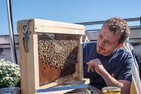 Hugo Zeler a placé un cadre sous verre pour montrer l'activité des abeilles et la reine, à peine plus grande que les insectes qui l'entourent. 