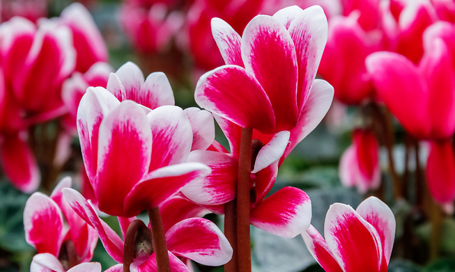 Cyclamen can be used to spruce up outdoor containers or bring a welcome pop of colour potted up inside your home