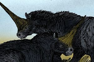 Les célèbres animaux à corne auraient même côtoyé l'être humain.