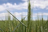 Campo de trigo numa plantação no sul da Ucrânia, a 22 de maio de 2022. 