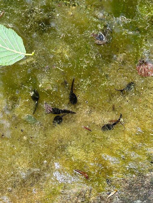 mywort Kaulquappen im Teich