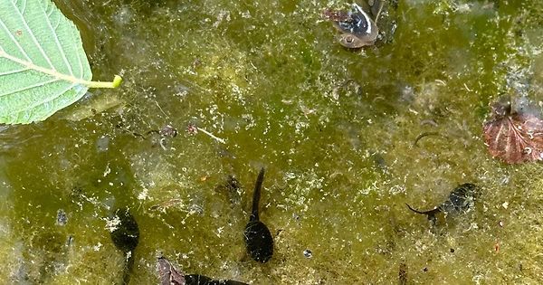 60+ Kaulquappen Sterben Im Teich Weißer Punkt Auf Dem Körper, Bis