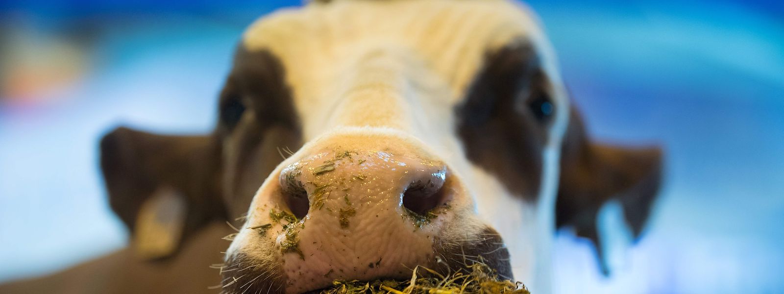 Die Bauern werden sich nach 2020 auf neue Spielregeln bei der Gemeinsamen Agrarpolitik einstellen müssen. 