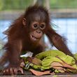 HANDOUT - 10 Maret 2021, Indonesia, Nyaro Menteng: Bayi orangutan bermain dengan selimut di kandangnya.  Anaknya adalah satu dari tiga hewan berusia antara enam dan sepuluh bulan yang telah diselamatkan di wilayah Kalimantan Tengah Indonesia sejak pertengahan Februari saja.  Ibu mereka tampaknya dibunuh.  Perawatan medis untuk kera besar kecil itu kini sedang diberikan di Balai Konservasi BOS Nyaru Menteng dan mempersiapkan kehidupan selanjutnya di hutan.  (ke dpa "Suka dan duka sekaligus: penyelamatan tiga orangutan muda di Kalimantan") Gambar: Yayasan BOS / dpa - PERHATIAN: Untuk penggunaan editorial hanya sehubungan dengan laporan saat ini dan hanya dengan penunjukan lengkap dari sks di atas +++ dpa-Bildfunk +++
