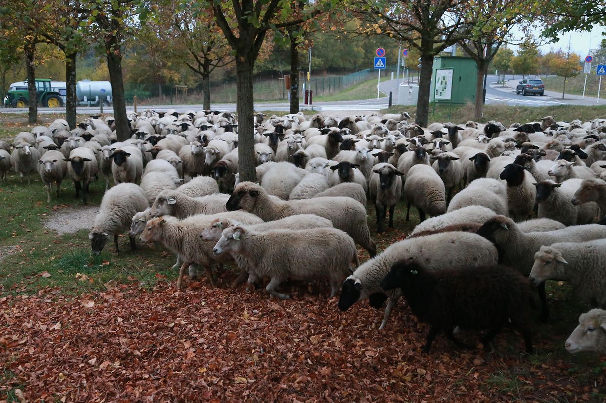 28.10.2018 Luxembourg, Kirchberg, parc Klosgrënnchen, Schaf, Herde, Wanderbeweidung mit Schafen photo Anouk Antony