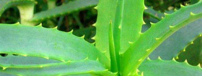 Aloe Vera Das Stachelige Schonheitsgeheimnis