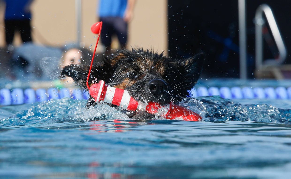 Lokales, Aqua Park, Schwimmbad, Hundeschwimmen, Badespass Foto: Luxemburger Wort/Anouk Antony