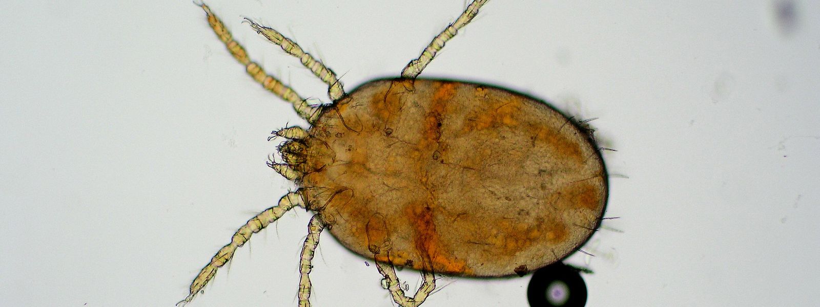 Winzig klein und sechsbeinig: Neotrombicula autumnalis unter dem Mikroskop.  