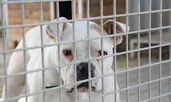 Lokales, Tierheim in Covid-Zeiten, Déierenasyl Gaasperech, Hunde, Katzen, Heim für Tiere Foto: Anouk Antony/Luxemburger Wort