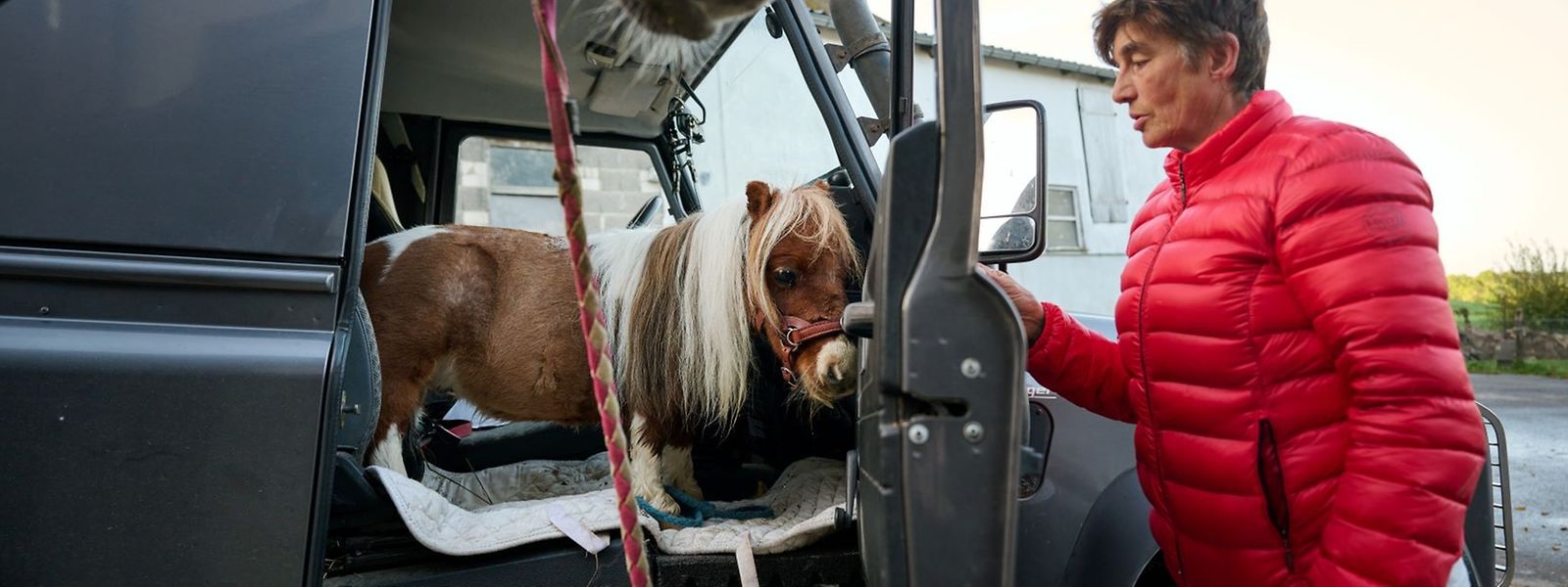 Shetland-Pony Pumuckel schaut aus dem Beifahrerfenster des Autos von Reitlehrerin Carola Weidemann. 