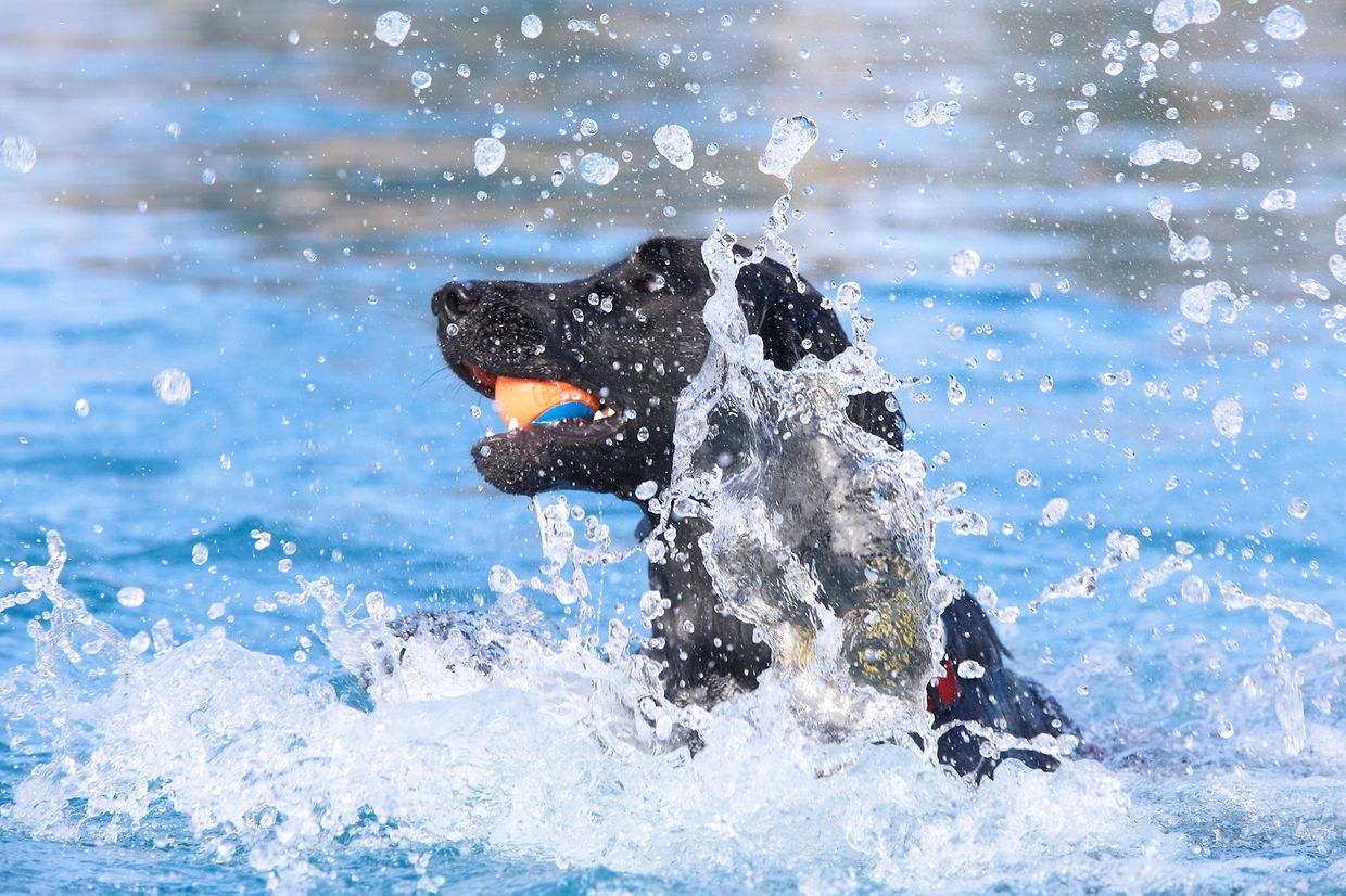 Lokales, Aqua Park, Schwimmbad, Hundeschwimmen, Badespass Foto: Luxemburger Wort/Anouk Antony