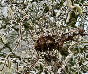 Entangled hazelnut bush