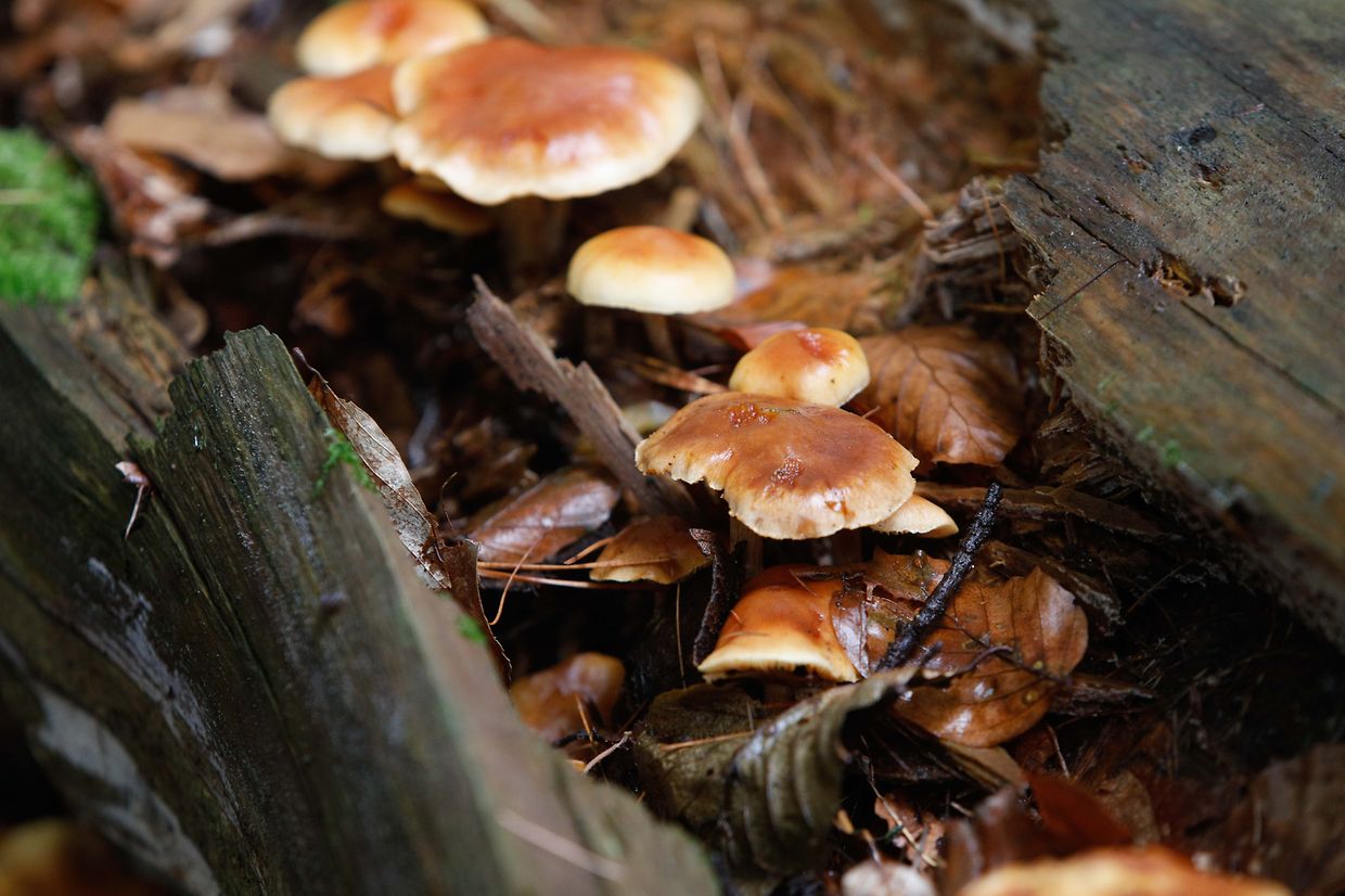 Illustration, Natur, Pilze,  Foto: Luxemburger Wort/Anouk Antony
