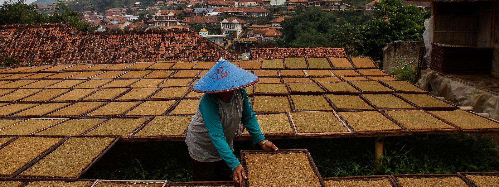 Uma mulher coloca tabuleiros de tabaco a secar, em Sumedan, na Indonésia. Conhecida como a Aldeia do Tabaco, é comum ver-se grandes quantidades desta matéria-prima a secar ao sol, enchendo as ruas, telhados e terraços das casas da aldeia.