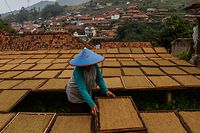 A woman places trays of tobacco to dry in Sumedan, Indonesia.  Known as the Village of Tobacco, it is common to see large quantities of this raw material drying in the sun, filling the streets, roofs and terraces of the village's houses.