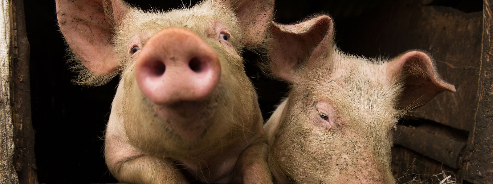 In Luxemburg gibt es rund 20 Betriebe, die sich auf die Schweinezucht spezialisiert haben, fast die Hälfte könnte wegen der schwierigen Situation bald vor der Insolvenz stehen.