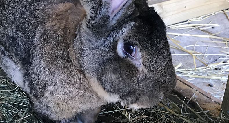 Com 1,29 metros de comprimento, Darius detém o título de maior coelho vivo do mundo pelo Livro de Recordes do Guinness.