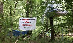 Des militants occupent les arbres de la forêt de Bobësch depuis le 18 juillet.