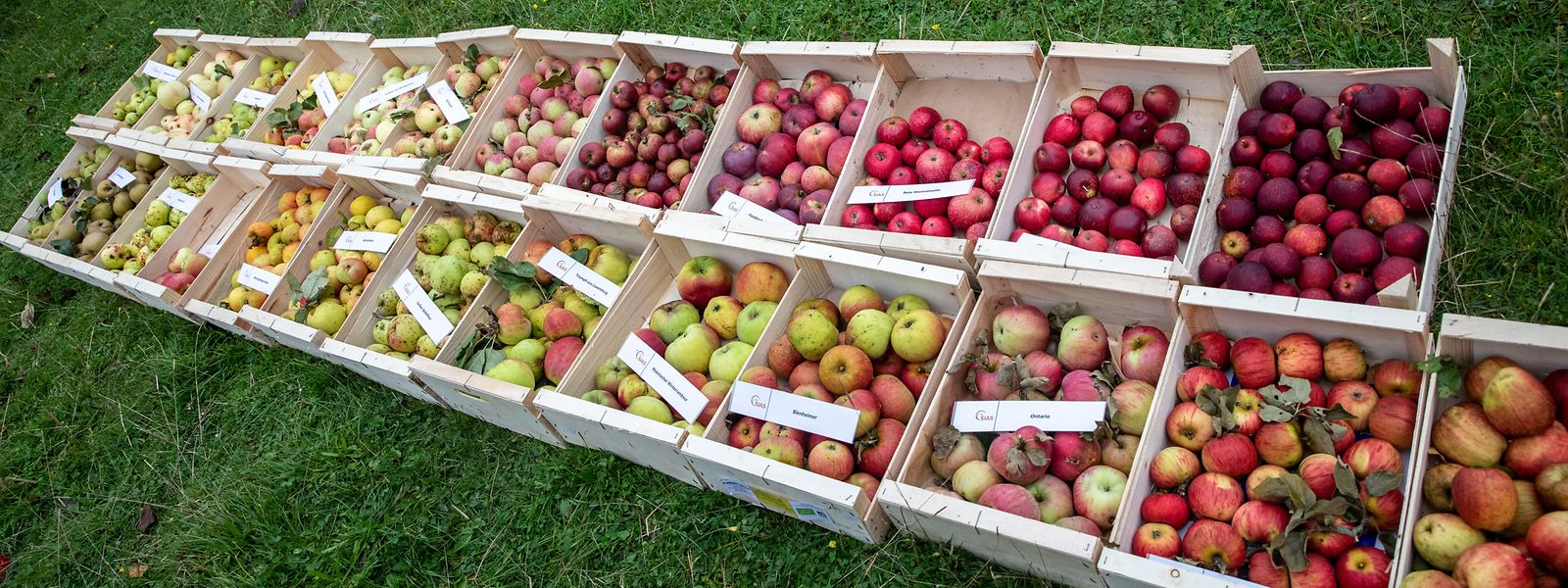 Die regionale Vielfalt zum Anfassen und Schmecken: Rund 250 heimische Apfelsorten, die in den regionalen Bongerten wachsen, gibt es in Luxemburg.
