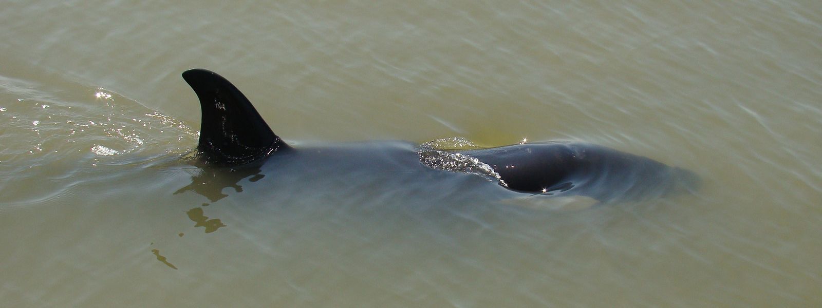 Orcas sind eine Art von Walen aus der Familie der Delfine. 