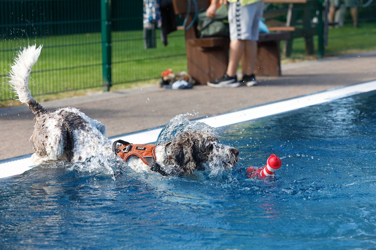 Lokales, Aqua Park, Schwimmbad, Hundeschwimmen, Badespass Foto: Luxemburger Wort/Anouk Antony