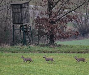 Drei Réi an der Wiiss ënnerwee