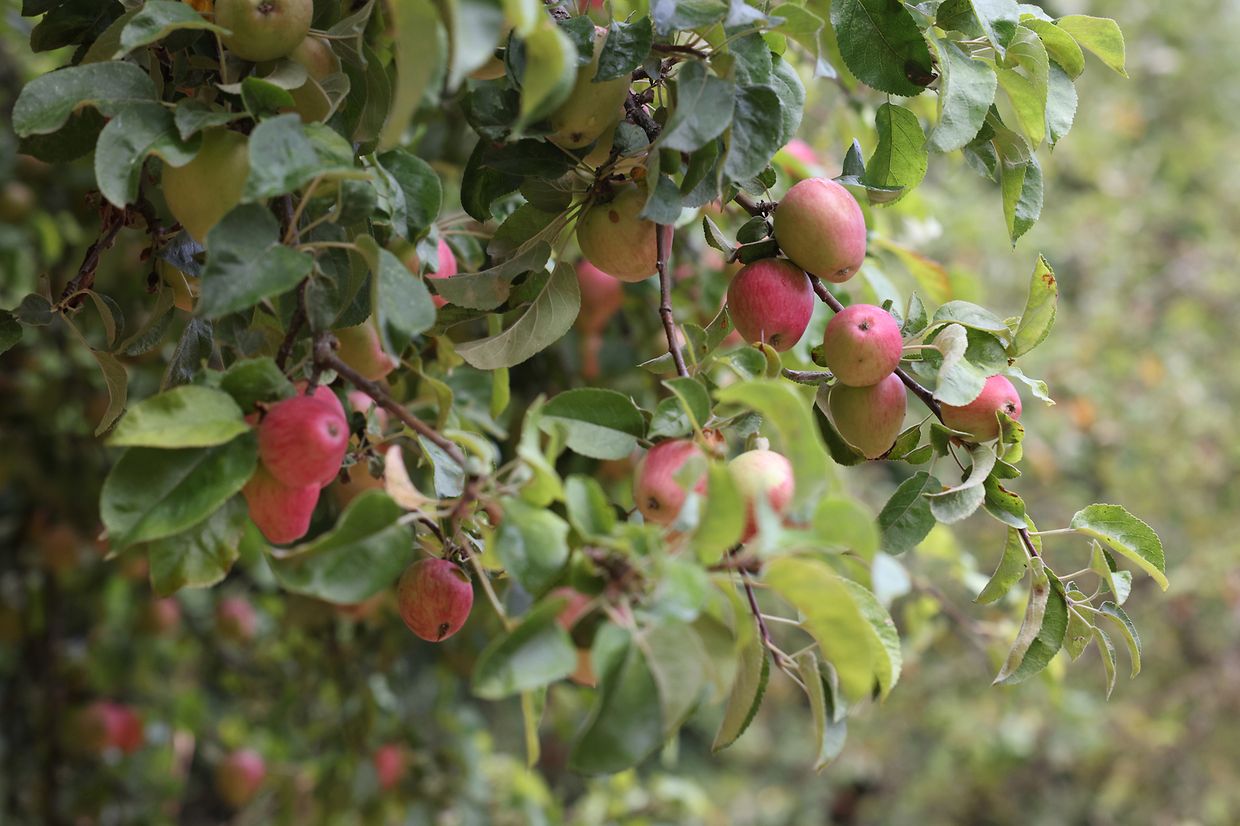 In the capital, there are 13 orchards with a total of 361 different types of trees.