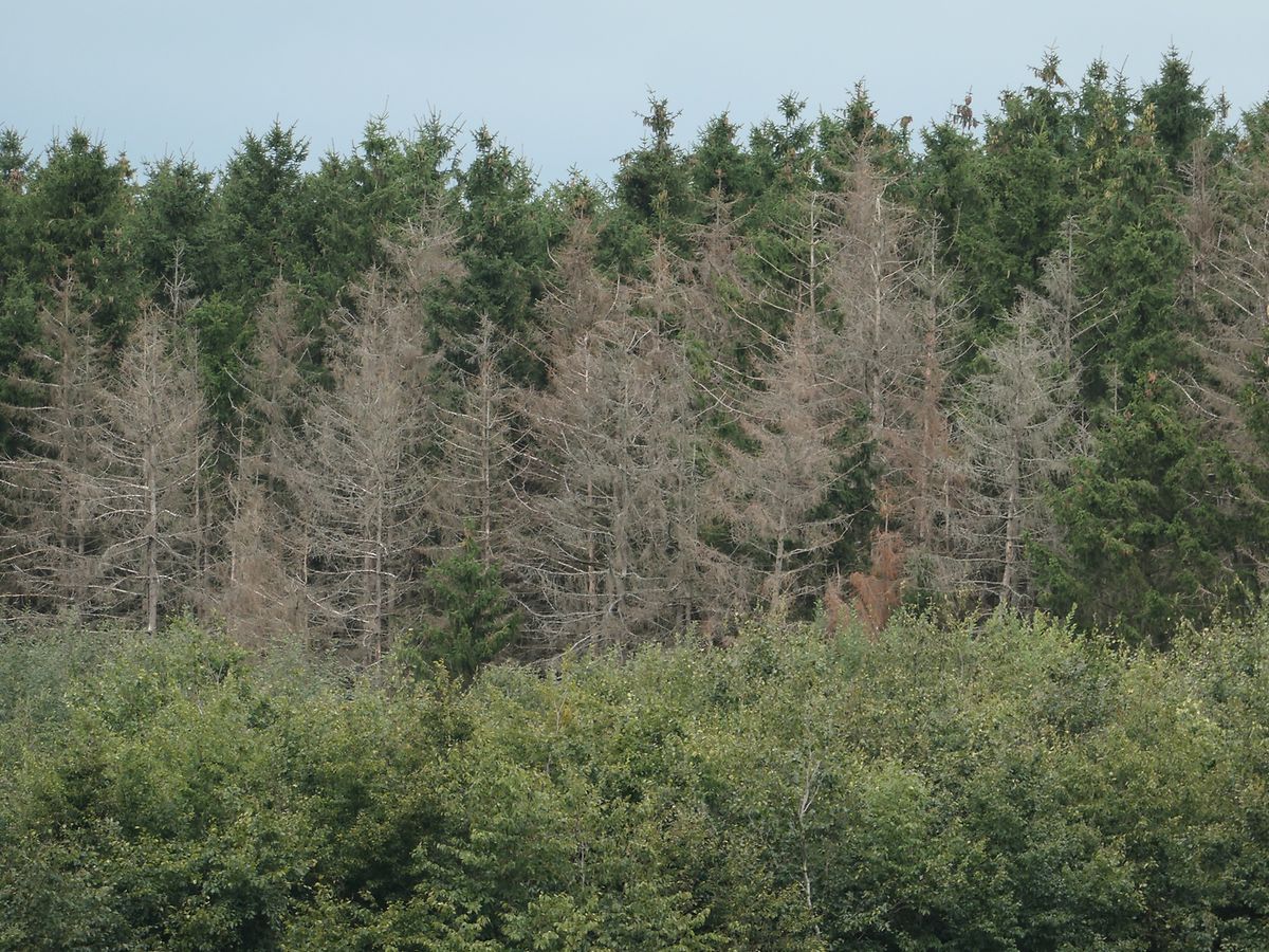 Drought, heat and parasites such bark beetles damage trees in Luxembourg, such as these spruces