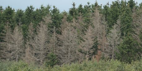 Half of Luxembourg trees clearly damaged - Vimarsana News