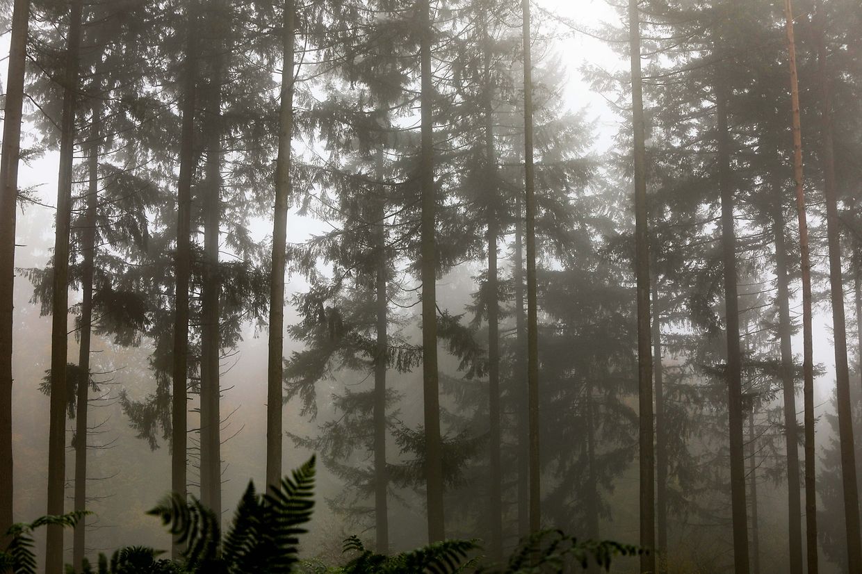 Illustration, Herbst, Natur, Wald, Baum, Nebel, Herbstwetter, Sport, Senioren spazieren für ihre Gesundheit, Bewegung  Auto Foto: Luxemburger Wort/Anouk Antony